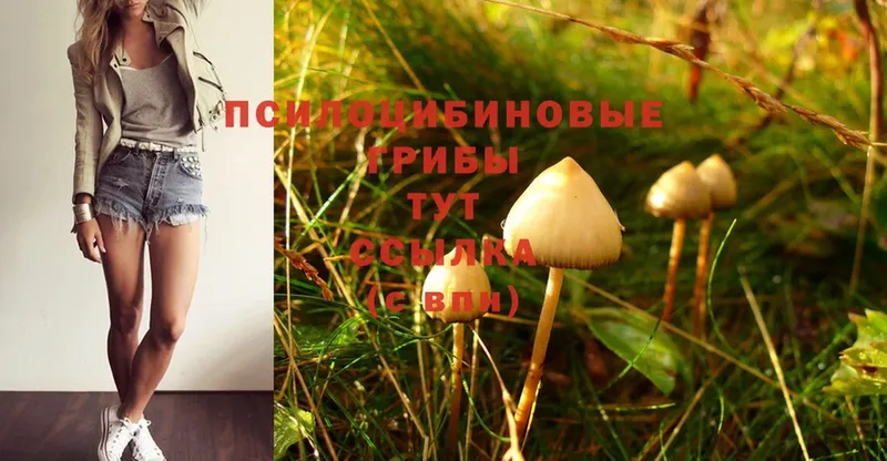 даркнет сайт  Пятигорск  Галлюциногенные грибы Magic Shrooms 